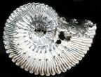 Iridescent Ammonite (Kosmoceras) Fossil - Russia #34610-1